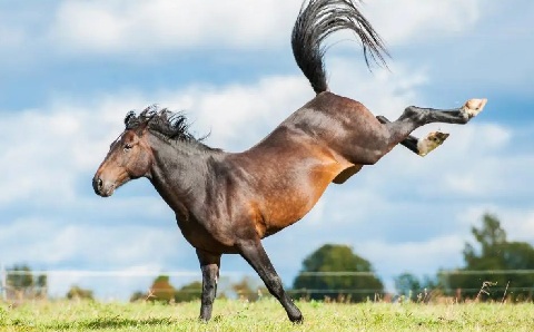 Caballo dando patada