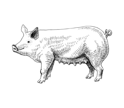 Cerdo dibujo